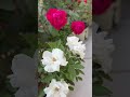 🌱red u0026 white rose flowers in my garden 🌹🌷 homegarding ytshots viral_shorts