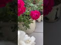 🌱red u0026 white rose flowers in my garden 🌹🌷 homegarding ytshots viral_shorts