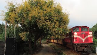 阿里山林業鐵路6次阿里山號 竹崎-鹿麻產間通過（臺灣欒樹彎道）