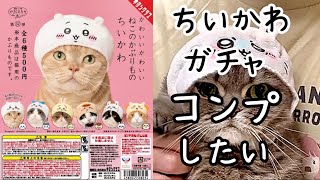 ねこのかぶりもの「ちいかわ」を猫達に被ってもらったら可愛すぎた