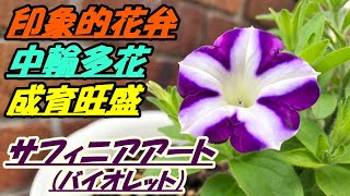 【花】サフィニアアート(バイオレット)の育て方・植え付け