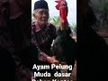 KOKOK AYAM PELUNG SUPER MERDU || AYAM PELUNG GARUT