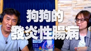 '20.03.02【全能狗S 寵物當家】汎亞動物醫院顏君如獸醫師談「狗狗的發炎性腸病」