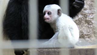 アビシニアコロブスの赤ちゃん「生後35日目（１）」上野動物園 - MVI 0611