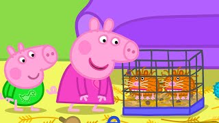 Getting Guinea Pigs | Best of Peppa Pig | Cartoons for Children