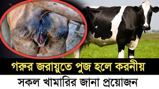 গাভীর জরায়ু দিয়ে পুজ আসলে করনীয় | গরুর প্রস্রাবের রাস্তা দিয়ে পুজ আসার কারণ | গরুর রোগ ও চিকিৎসা