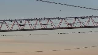 European Starlings On Tower Crane In Chicago - Evil Birds - Blame Shakespeare