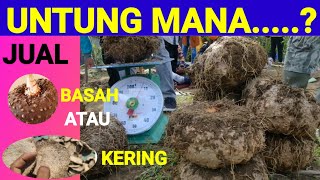 harga jual porang, untung mana jual BASAH atau KERING