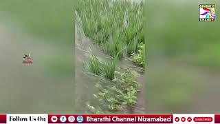 రుద్రూర్ లో నీట మునిగిన వరి పంటలు....|| Bharathi Channel || Nizamabad ||