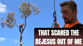 Lessons in Tree Climbing: Eucalyptus Rigging, Chainsaw Sharpening, and Real Challenges Ep.87