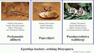 Egentliga insekter, ordning Dictyoptera insect Stagmatoptera djur Hickman latistyla Perlamantis