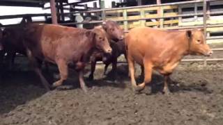 Bred Gert Heifers