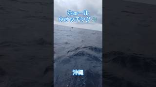 ホェールウォッチング 沖縄 2025/01 #ホエールウォッチング #クジラ #ザトウクジラ #沖縄　#shorts