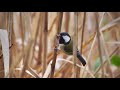 ギター日記　今日の野鳥　・　見沼自然公園　2021年11月22日