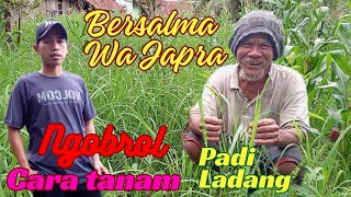 CARA TANAM PADI LADANG