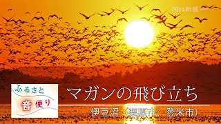 ふるさと音便り「日の出とともに飛び立つマガン」(伊豆沼)