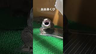 おおおおおおお大あくびするトカゲ　サバンナモニター　ぼぅ #reptile #animal #pet #lizard