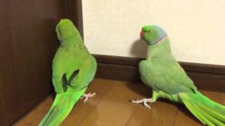 インコの婚活　　大吉君とぺぺちゃん　その１