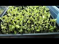 how to grow sunflower sprouts and microgreens