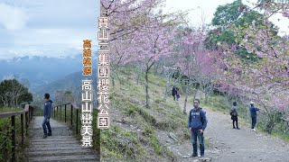 2023年高雄寶山二集團櫻花公園有車到！？帶你搭接駁車上山賞櫻，登高遠眺高山山巒之美