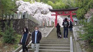 シダレ桜の咲く小川諏訪神社を散歩した。出店も出ていますよ。福島県いわき市　2021年3月28日撮影