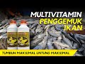 IKAN DIJAMIN SEHAT !!!! Review multivitamin untuk ikan dari Booster Indosco