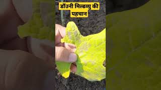 Identification of Downy Mildew Disease in Gourds