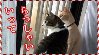 お母ちゃんをお見送りする♀猫こむぎ＆♂猫だいず CatsDiary 2016.07.12【猫の動画日記】