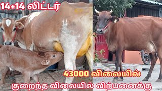 14+14 liter குறைந்த விலையில் அருமையான இரண்டு மாடுகள் ஒரே இடத்தில் விற்பனைக்கு HF JERSEY COW SALES