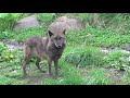 旭山動物園 シンリンオオカミ~wolves at asahiyama zoo