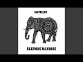 Elephas Maximus