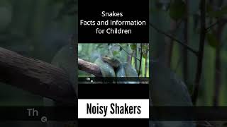 Noisy Shakers - Snakes Facts & Information for Kids #snake #snakes #facts #kids #snakerescue