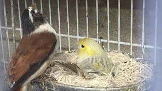 أنواع الطيور التي تتزاوج مع الكناري لإنتاج الهجين / Types d'oiseaux qui s'accouplent avec les canari