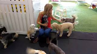 9-6-17- Pour La Pooch Dog Daycare