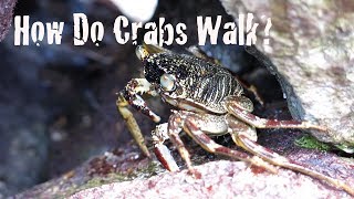 Exploring Invertebrates - How Do Crabs Walk?