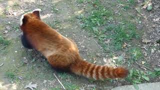 Cute RED PANDA Pooping - Zagreb ZOO  - Cute \u0026 Funny Animal Video 4K