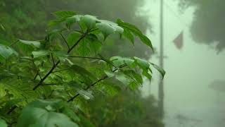 뿌리깊은 웅장한 나무 풍경 빗소리, 긴장을 풀고 깊은수면 백색소음 ASMR