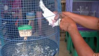 Playtube Pk Ultimate Video Sharing Website