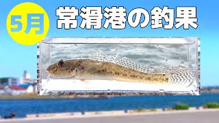 釣り / 常滑港  / 豆アジ / サバ / キス / ゼンメ / カマス / メバル / ゼンメ / カタクチイワシ / 食べるまでが釣り / 愛知 / 釣果