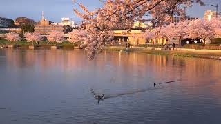 桜満開　水戸市千波湖畔の桜の様子です