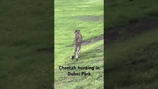 Cheetah hunting in Dubai Safari Park #dubai #cheetah #animals