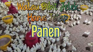 Lakukan ini kalau anda dapat doc atau bibit ayam broiler yang jelek