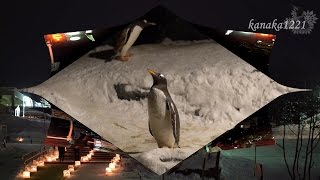 旭山動物園 2017「雪あかりの動物園」とペンギン達