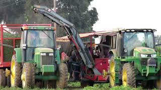 Jalapeno Harvest in Yolo County