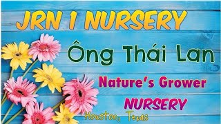 Đi Mua Hai Cây Xoài, Ba Cây Lựu \u0026 Cây Ớt Nhung ở JRN1 Nursery \u0026 Ông Thái Lan Nature’s Grower Nursery