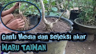 Ganti media bonsai waru taiwan