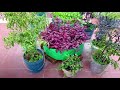 complete tutorial on growing organic okra bhindi in pot at home garden how to grow okra