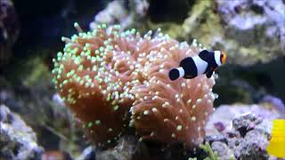 人工巴布亞全黑邊公子小丑Percula Clownfish（Captive-Bred）3k