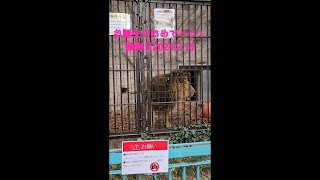 野毛山動物園 ライオン