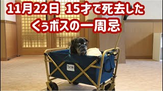 【パグカフェ・pugcafe】15才で死去したくぅボス一周忌